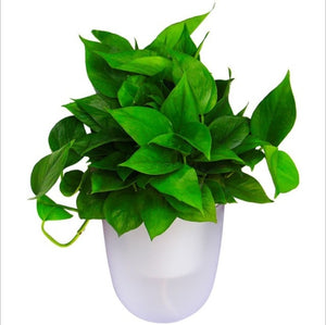 Wall Hanging Self Watering Plant Flower Pot