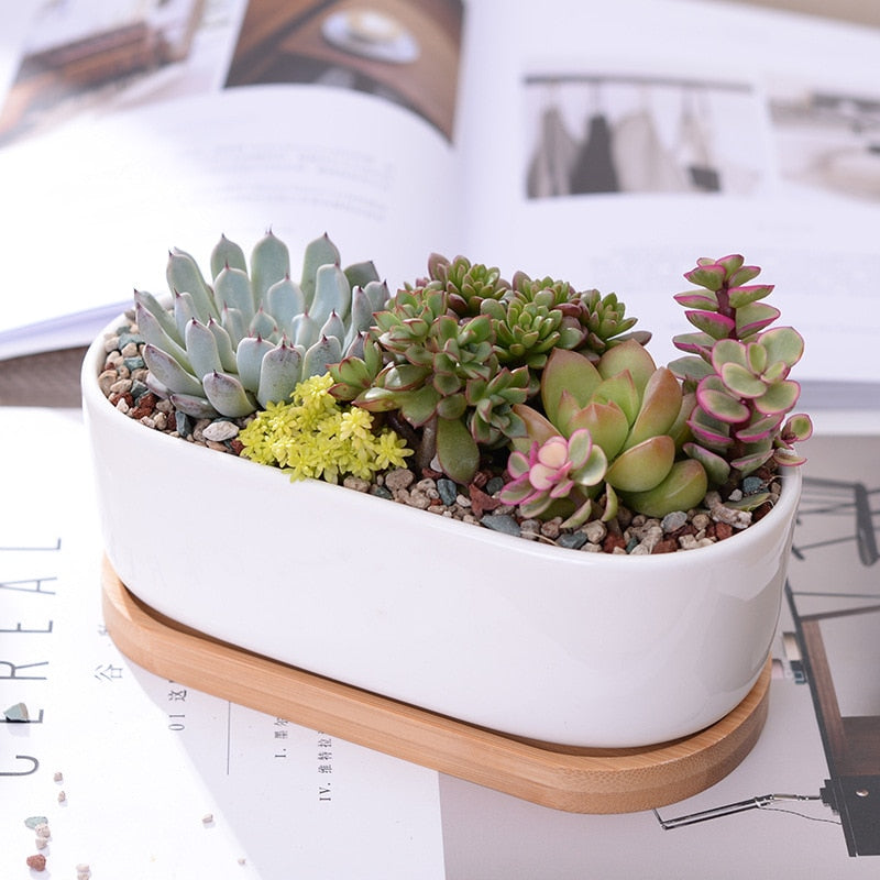 Minimalist White Ceramic Succulent Plant Pot