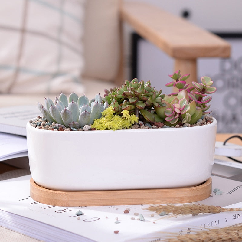 Minimalist White Ceramic Succulent Plant Pot