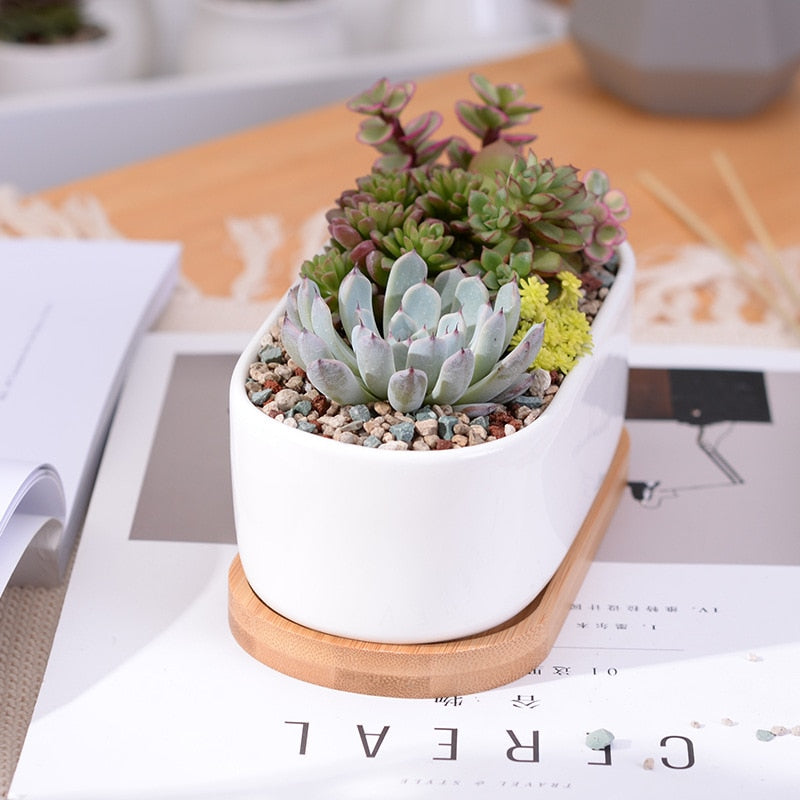 Minimalist White Ceramic Succulent Plant Pot