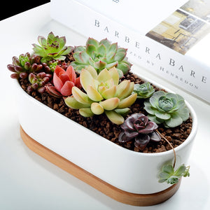 Minimalist White Ceramic Succulent Plant Pot